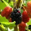 Maulbeere, Morus 'Mojo Berry'®, 3er-Set, Höhe 40-60 Cm, Topf 4,6 Liter -Gartenbedarf Geschäft 0480950692 Morus rot Mojo Berry 3er Set 99630