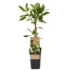 Weibliche Minikiwi 'Geneva', 2er-Set, Topf 15 Cm Ø -Gartenbedarf Geschäft 0480960152 Actinidia arguta Geneva 2er Set Kiwi weibl 030040 15er Topf WEB 98300
