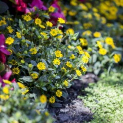 Gartenbedarf Geschäft -Gartenbedarf Geschäft 0610100197 Sanvitalia Husarenknoepfchen1 71879