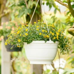 Husarenknöpfchen Gelb, Topf-Ø 12 Cm, 6er-Set 15 Husarenknöpfchen Gelb, Topf-Ø 12 Cm, 6er-Set -Gartenbedarf Geschäft 0610100197 Sanvitalia Husarenknoepfchen 71880