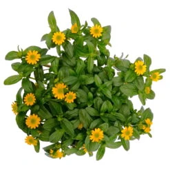 Husarenknöpfchen Gelb, Topf-Ø 12 Cm, 6er-Set 13 Husarenknöpfchen Gelb, Topf-Ø 12 Cm, 6er-Set -Gartenbedarf Geschäft 0610103465 Sanvitalia procumbens T12 3er Set 8 78636