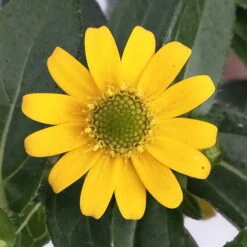 Husarenknöpfchen Gelb, Topf-Ø 12 Cm, 6er-Set 14 Husarenknöpfchen Gelb, Topf-Ø 12 Cm, 6er-Set -Gartenbedarf Geschäft 0610103465 Sanvitalia procumbens T12 3er Set 9 78700