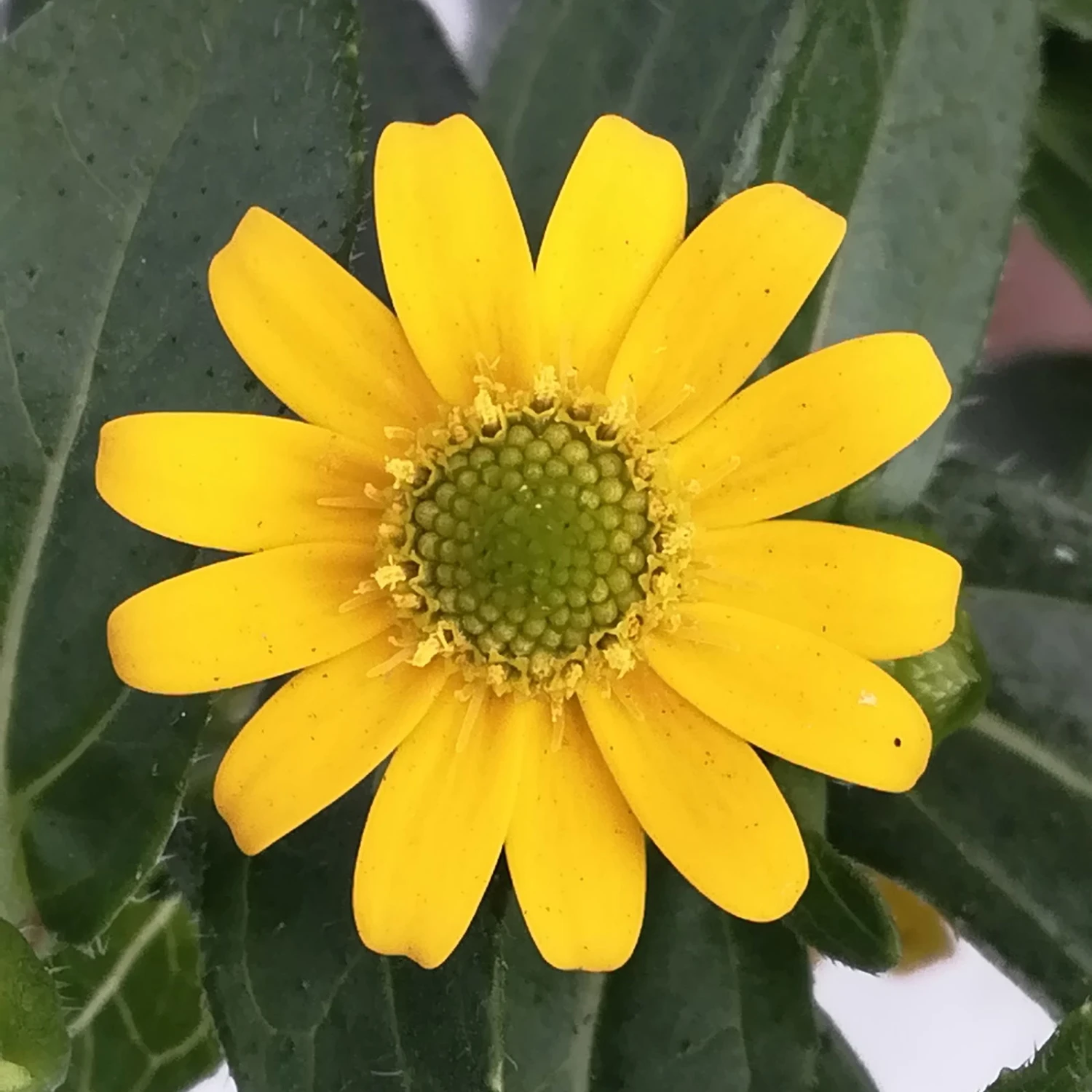 Husarenknöpfchen Gelb, Topf-Ø 12 Cm, 6er-Set 7 Husarenknöpfchen Gelb, Topf-Ø 12 Cm, 6er-Set – Bild 5