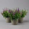 Angelonia 'Trio' Rosa-weiß-lila/blau, Topf-Ø 15 Cm, 3er-Set -Gartenbedarf Geschäft 0610103733 Angelonia trio T15 3er Set 1 125984