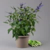 Pfirsichsalbei Blau, Topf-Ø 21 Cm, Höhe Ca. 40 Cm -Gartenbedarf Geschäft 0610370087 Salvia T21 Blue H40cm 1 125991
