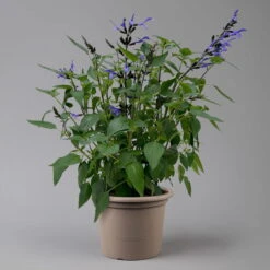 Pfirsichsalbei Blau, Topf-Ø 21 Cm, Höhe Ca. 40 Cm -Gartenbedarf Geschäft 0610370087 Salvia T21 Blue H40cm 2 125992