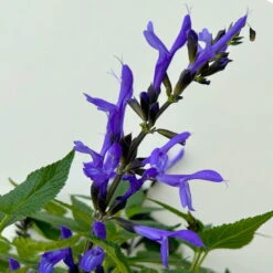 Pfirsichsalbei Blau, Topf-Ø 21 Cm, Höhe Ca. 40 Cm -Gartenbedarf Geschäft 0610370087 Salvia T21 Blue 3 n 125845
