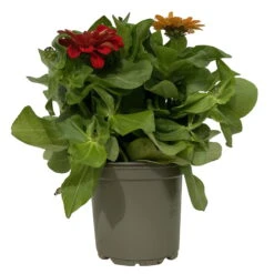 Gartenbedarf Geschäft -Gartenbedarf Geschäft 0610420117 Zinnia elegans Trio T13 nach Verfuegbarkeit 6er Set 10 112497