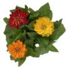 Zinnie 'Trio' Bunt, Mix Nach Verfügbarkeit, Topf-Ø 12 Cm, 6er-Set -Gartenbedarf Geschäft 0610420117 Zinnia elegans Trio T13 nach Verfuegbarkeit 6er Set 12 112500