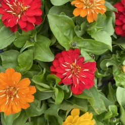 Zinnie 'Trio' Bunt, Mix Nach Verfügbarkeit, Topf-Ø 12 Cm, 6er-Set -Gartenbedarf Geschäft 0610420117 Zinnia elegans Trio T13 nach Verfuegbarkeit 6er Set 14 112403