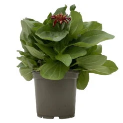 Zinnie 'Trio' Bunt, Mix Nach Verfügbarkeit, Topf-Ø 12 Cm, 6er-Set -Gartenbedarf Geschäft 0610420117 Zinnia elegans Trio T13 nach Verfuegbarkeit 6er Set 1 112498