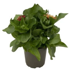 Zinnie 'Trio' Bunt, Mix Nach Verfügbarkeit, Topf-Ø 12 Cm, 6er-Set -Gartenbedarf Geschäft 0610420117 Zinnia elegans Trio T13 nach Verfuegbarkeit 6er Set 6 112499