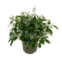 Gartenbedarf Geschäft -Gartenbedarf Geschäft 0610500544 Euphorbia T12 Diamond Frost 6er Set WS 3 94609