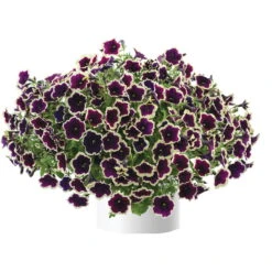 Petunien 'Cascadias™ Rim Magenta', Dunkel&creme, Hängend, Topf-Ø 13 Cm, 6er-Set -Gartenbedarf Geschäft 0613170111 KB Petunia T13 Cascadias Rim Magenta 6er Set 1 110755