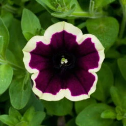 Gartenbedarf Geschäft -Gartenbedarf Geschäft 0613170111 KB Petunia T13 Cascadias Rim Magenta 6er Set 2 110756