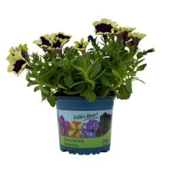 Petunien 'Cascadias™ Rim Magenta', Dunkel&creme, Hängend, Topf-Ø 13 Cm, 6er-Set -Gartenbedarf Geschäft 0613170111 KB Petunia T13 Cascadias Rim Magenta 6er Set WS 4 110952