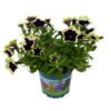 Petunien 'Cascadias™ Rim Magenta', Dunkel&creme, Hängend, Topf-Ø 13 Cm, 6er-Set -Gartenbedarf Geschäft 0613170111 KB Petunia T13 Cascadias Rim Magenta 6er Set WS 5 110953
