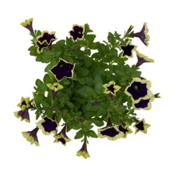 Petunien 'Cascadias™ Rim Magenta', Dunkel&creme, Hängend, Topf-Ø 13 Cm, 6er-Set -Gartenbedarf Geschäft 0613170111 KB Petunia T13 Cascadias Rim Magenta 6er Set WS 6 110954