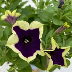 Petunien 'Cascadias™ Rim Magenta', Dunkel&creme, Hängend, Topf-Ø 13 Cm, 6er-Set -Gartenbedarf Geschäft 0613170111 KB Petunia T13 Cascadias Rim Magenta 6er Set WS 9 110845
