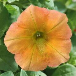 Petunie 'Famous Apricot' Orange-gelb, Hängend, Topf-Ø 13 Cm, 6er-Set -Gartenbedarf Geschäft 0613170178 petunia famous apricot 1 122812
