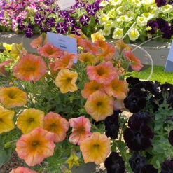 Petunie 'Famous Apricot' Orange-gelb, Hängend, Topf-Ø 13 Cm, 6er-Set -Gartenbedarf Geschäft 0613170178 petunia famous apricot 3 122811