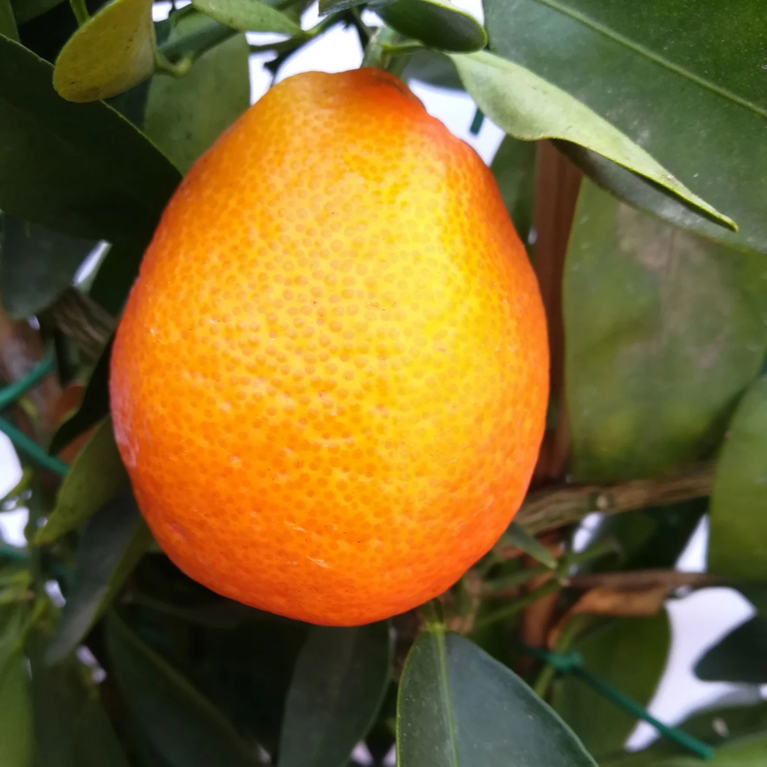 Kumquat-Clementine 'Kucle', Ministamm, Topf-Ø 15 Cm, Höhe Ca. 40 Cm 4 Kumquat-Clementine 'Kucle', Ministamm, Topf-Ø 15 Cm, Höhe Ca. 40 Cm – Bild 2