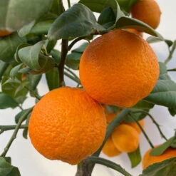 Limette' Lima Rossa', Topf-Ø 22 Cm Stamm, Höhe Ca. 70 Cm -Gartenbedarf Geschäft 0630100707 KB Citrus latifolia Stamm T22 10 104222