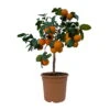 Limette' Lima Rossa', Topf-Ø 22 Cm Stamm, Höhe Ca. 70 Cm -Gartenbedarf Geschäft 0630100707 KB Citrus latifolia Stamm T22 3 104322