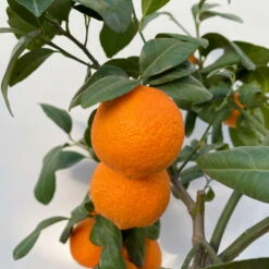 Limette' Lima Rossa', Topf-Ø 22 Cm Stamm, Höhe Ca. 70 Cm -Gartenbedarf Geschäft 0630100707 KB Citrus latifolia Stamm T22 6 104223