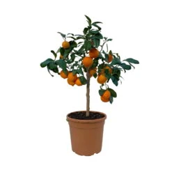 Gartenbedarf Geschäft -Gartenbedarf Geschäft 0630100707 KB Citrus latifolia Stamm T22 7 104323