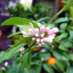 Limette' Lima Rossa', Topf-Ø 22 Cm Stamm, Höhe Ca. 70 Cm -Gartenbedarf Geschäft 0630100728 KB Citrus latifolia Stamm T22 Lima Rossa H70 80 WS 98321