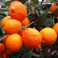 Zitronenbaum 'Rosso', Mini-Stamm, Topf-Ø 15 Cm, Höhe Ca. 40 Cm -Gartenbedarf Geschäft 0630100729 KB Citrus limon Stamm T15 Rosso H40 WS 1 98110