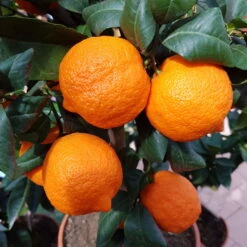 Zitronenbaum 'Rosso', Mini-Stamm, Topf-Ø 15 Cm, Höhe Ca. 40 Cm -Gartenbedarf Geschäft 0630100729 KB Citrus limon Stamm T15 Rosso H40 WS 2 98109