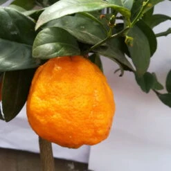 Zitronenbaum 'Rosso', Mini-Stamm, Topf-Ø 15 Cm, Höhe Ca. 40 Cm -Gartenbedarf Geschäft 0630200006 Citrus limon Stamm T20 H60 80 Rosso 6 78897