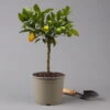 Limequat, Topf Ca. 20 Cm Ø, Höhe Ca. 60 Cm, -Gartenbedarf Geschäft 0630300001 Citrus x floridana Stamm T20 3162 Limequat H60 farb Topf 1 125601