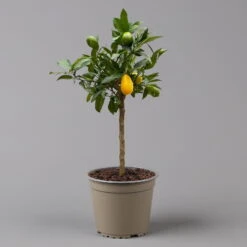 Limequat, Topf Ca. 20 Cm Ø, Höhe Ca. 60 Cm, -Gartenbedarf Geschäft 0630300001 Citrus x floridana Stamm T20 3162 Limequat H60 farb Topf 2 125604