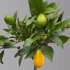 Limequat, Topf Ca. 20 Cm Ø, Höhe Ca. 60 Cm, -Gartenbedarf Geschäft 0630300001 Citrus x floridana Stamm T20 3162 Limequat H60 farb Topf 3 125603