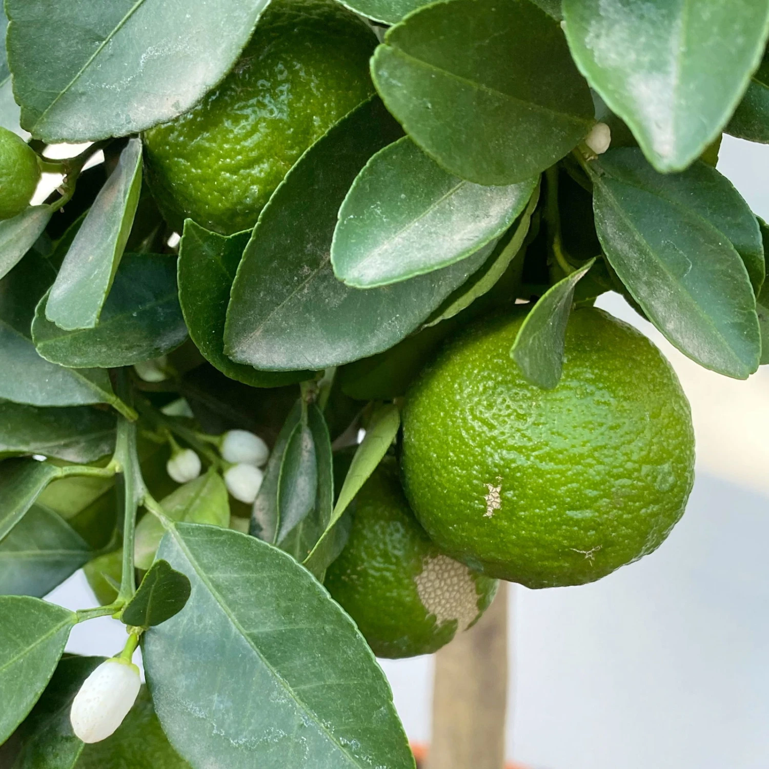 Römische Limette, Stamm, Topf-Ø 20 Cm, Höhe Ca. 70 Cm 4 Römische Limette, Stamm, Topf-Ø 20 Cm, Höhe Ca. 70 Cm – Bild 2