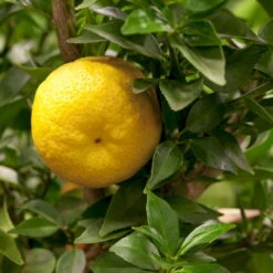 Citrus Myrtifolia, Stamm, Topf-Ø 20 Cm, Höhe Ca. 60 Cm 21 Citrus Myrtifolia, Stamm, Topf-Ø 20 Cm, Höhe Ca. 60 Cm -Gartenbedarf Geschäft 0630400005 Citrus myrtifolia Stamm T20 1 104274