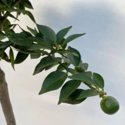 Citrus Myrtifolia, Stamm, Topf-Ø 20 Cm, Höhe Ca. 60 Cm 23 Citrus Myrtifolia, Stamm, Topf-Ø 20 Cm, Höhe Ca. 60 Cm -Gartenbedarf Geschäft 0630400005 Citrus myrtifolia Stamm T20 7 104276