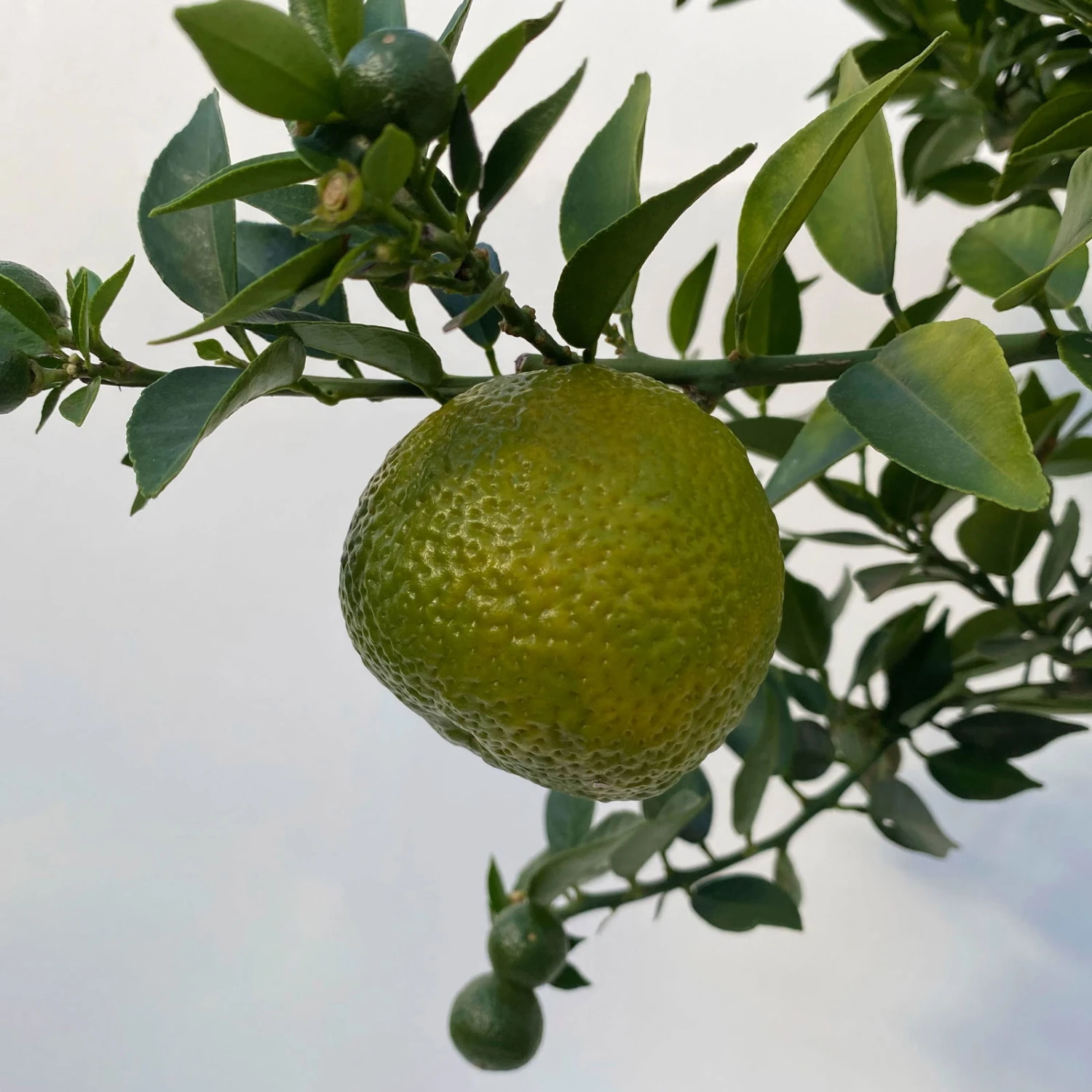 Citrus Myrtifolia, Stamm, Topf-Ø 20 Cm, Höhe Ca. 60 Cm 11 Citrus Myrtifolia, Stamm, Topf-Ø 20 Cm, Höhe Ca. 60 Cm – Bild 9