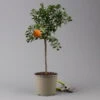 Citrus Myrtifolia, Stamm, Topf-Ø 20 Cm, Höhe Ca. 60 Cm 2 Citrus Myrtifolia, Stamm, Topf-Ø 20 Cm, Höhe Ca. 60 Cm -Gartenbedarf Geschäft 0630400005 Citrus myrtifolia Stamm T20 Chinotto H60 1 125605