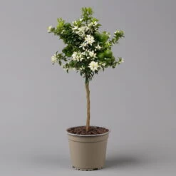 Citrus Myrtifolia, Stamm, Topf-Ø 20 Cm, Höhe Ca. 60 Cm 16 Citrus Myrtifolia, Stamm, Topf-Ø 20 Cm, Höhe Ca. 60 Cm -Gartenbedarf Geschäft 0630400005 Citrus myrtifolia Stamm T20 Chinotto H60 2 125609