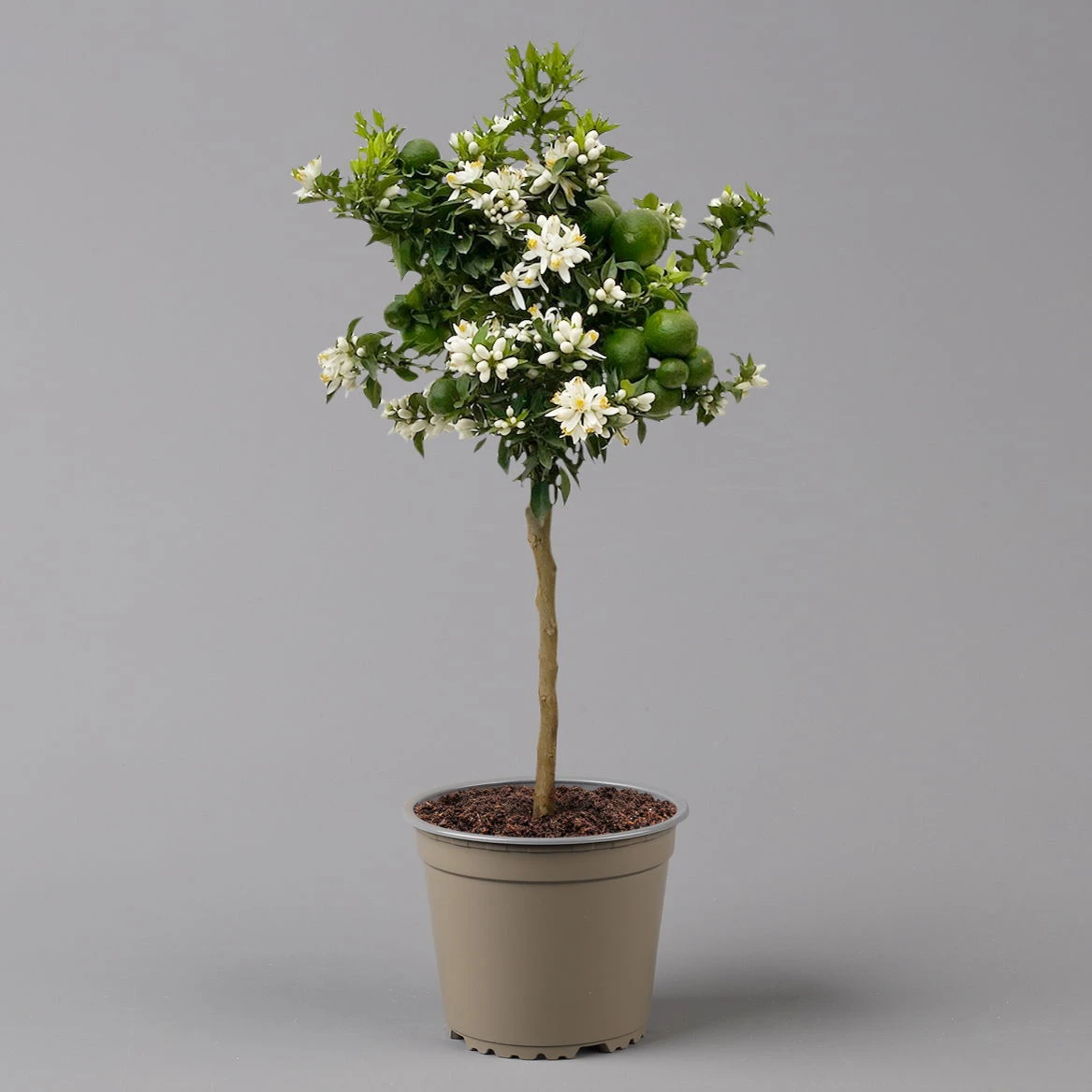 Citrus Myrtifolia, Stamm, Topf-Ø 20 Cm, Höhe Ca. 60 Cm 5 Citrus Myrtifolia, Stamm, Topf-Ø 20 Cm, Höhe Ca. 60 Cm – Bild 3