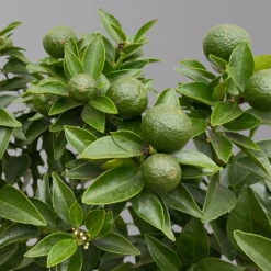 Citrus Myrtifolia, Stamm, Topf-Ø 20 Cm, Höhe Ca. 60 Cm 19 Citrus Myrtifolia, Stamm, Topf-Ø 20 Cm, Höhe Ca. 60 Cm -Gartenbedarf Geschäft 0630400005 Citrus myrtifolia Stamm T20 Chinotto H60 5 125608