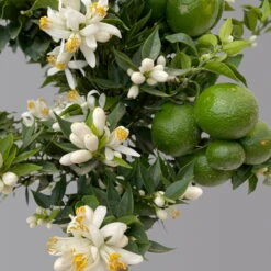 Citrus Myrtifolia, Stamm, Topf-Ø 20 Cm, Höhe Ca. 60 Cm 18 Citrus Myrtifolia, Stamm, Topf-Ø 20 Cm, Höhe Ca. 60 Cm -Gartenbedarf Geschäft 0630400005 Citrus myrtifolia Stamm T20 Chinotto H60 6 125610