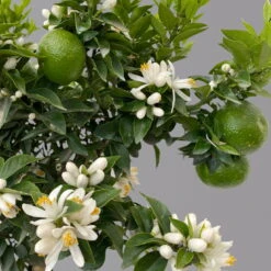 Citrus Myrtifolia, Stamm, Topf-Ø 20 Cm, Höhe Ca. 60 Cm 17 Citrus Myrtifolia, Stamm, Topf-Ø 20 Cm, Höhe Ca. 60 Cm -Gartenbedarf Geschäft 0630400005 Citrus myrtifolia Stamm T20 Chinotto H60 7 125607