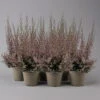 Erica Sparsa Bunt, Farbe Nach Verfügbarkeit, Topf-Ø 12cm, 6er-Set -Gartenbedarf Geschäft 0651100047 Erica sparsa T12 6er Set 1 125925