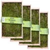 Waldmoos In Der Holzkiste, Ca. 25x13x7 Cm, 4er-Set 2 Waldmoos In Der Holzkiste, Ca. 25x13x7 Cm, 4er-Set -Gartenbedarf Geschäft 0661100072 Waldmoos in Platten in Holzkiste klein 1 81770