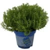 Hebe 'Green Boys®', Topf-Ø 6 Cm, 12er-Set -Gartenbedarf Geschäft 0664400080 Hebe Green Boys Mini T6 12er Set 2 116179